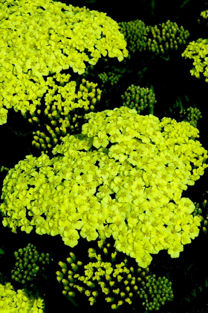 Sunny Seduction Yarrow (Achillea millefolium &