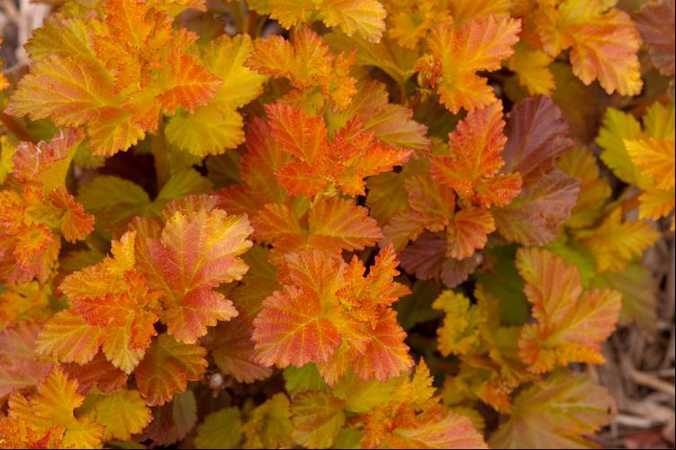 Amber Jubilee™ Ninebark (Physocarpus opulifolius &