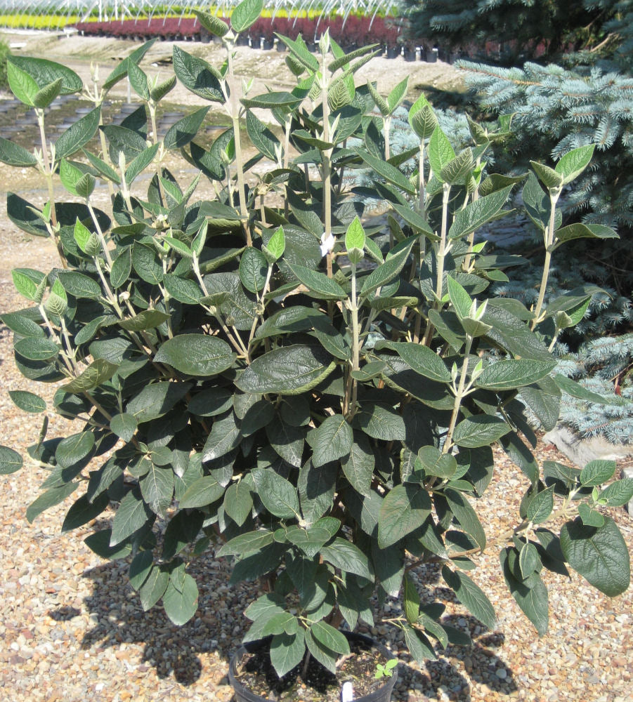 Allegany Viburnum (Viburnum rhytidophyllum &