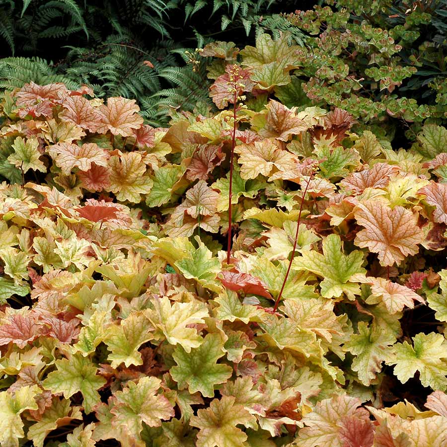 Topaz Jazz Coral Bells (Heuchera topaz &