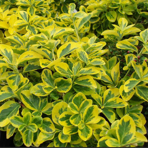 Emerald ‘n Gold Wintercreeper (Euonymus fortunei &