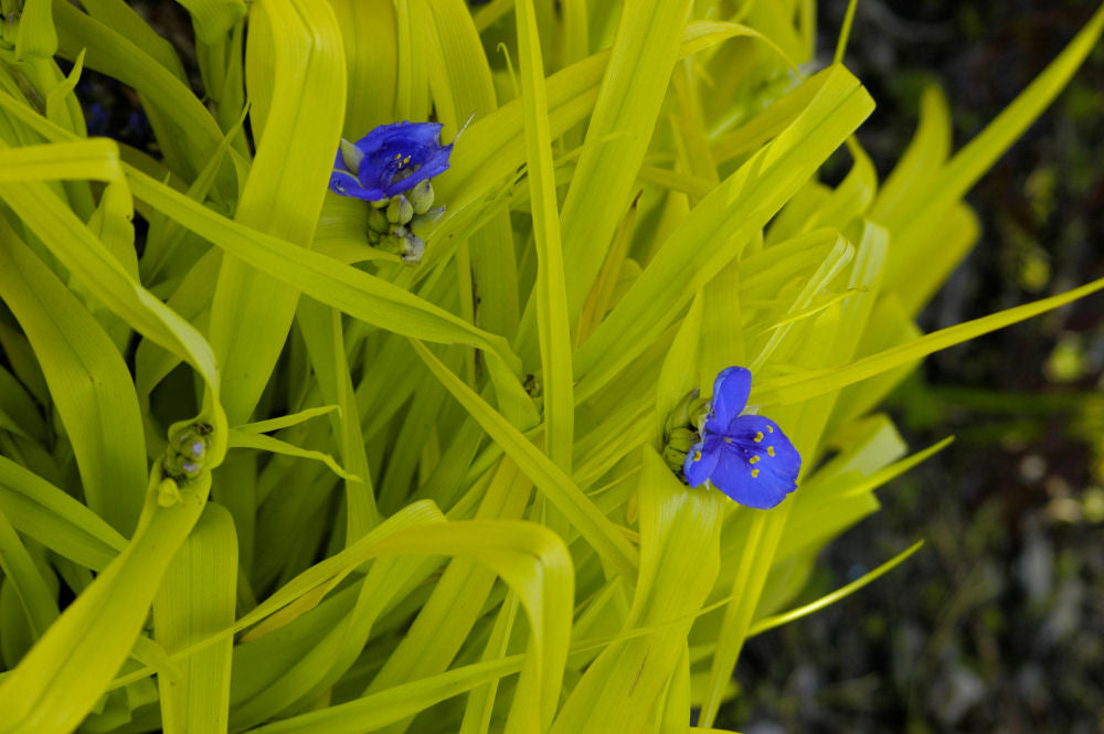 Sweet Kate Spiderwort (Tradescantia x andersoniana &
