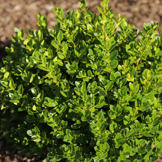 Little Missy Boxwood (Buxus microphylla &