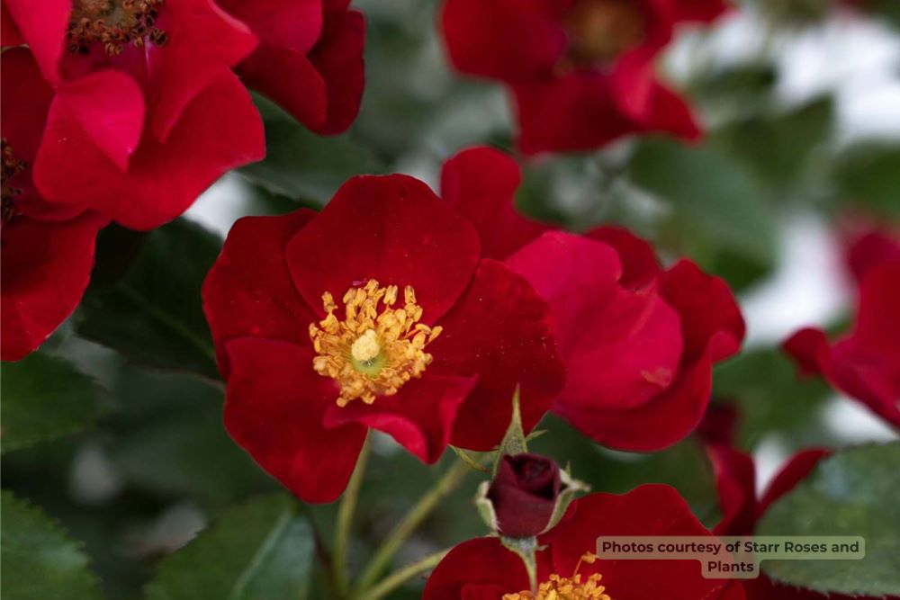 Scarlet Drift® rose (Rosa Scarlet Drift® (&