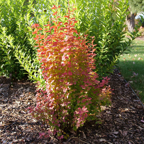 Sunjoy Orange Pillar® Barberry (Berberis thunbergii &