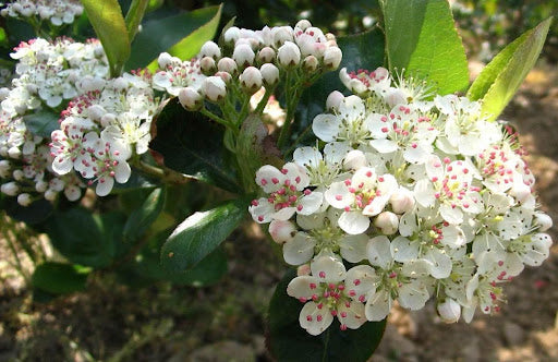 Viking Aronia / Black Chokeberry (Aronia melanocarpa &