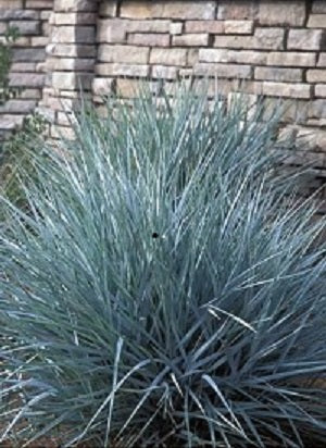 Blue Dune Lyme Grass (Leymus &