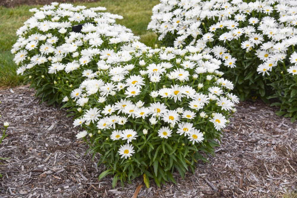 (Leucanthemum x &