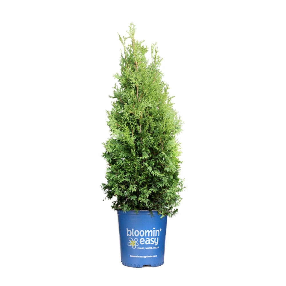 Private Jet™ Arborvitae (Thuja occidentalis &