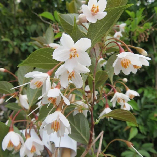 Evening Light Snowbell (Styrax japonicus &