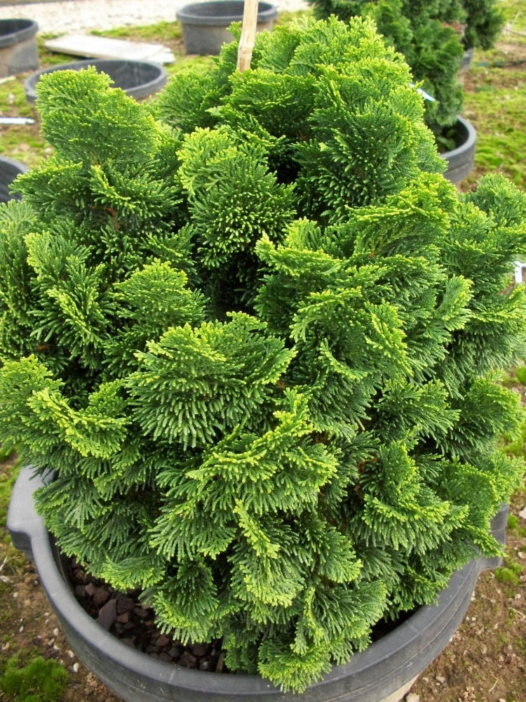 Hinoki False Cypress (Chamaecyparis obtusa &