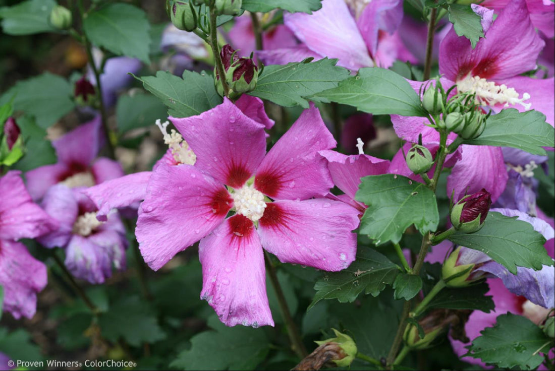 Purple Satin Rose of Sharon (Hibiscus syriacus &