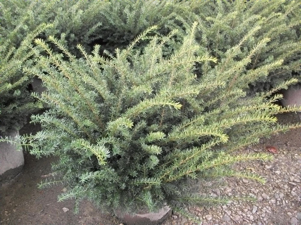 Everlow  Yew (Taxus x media &