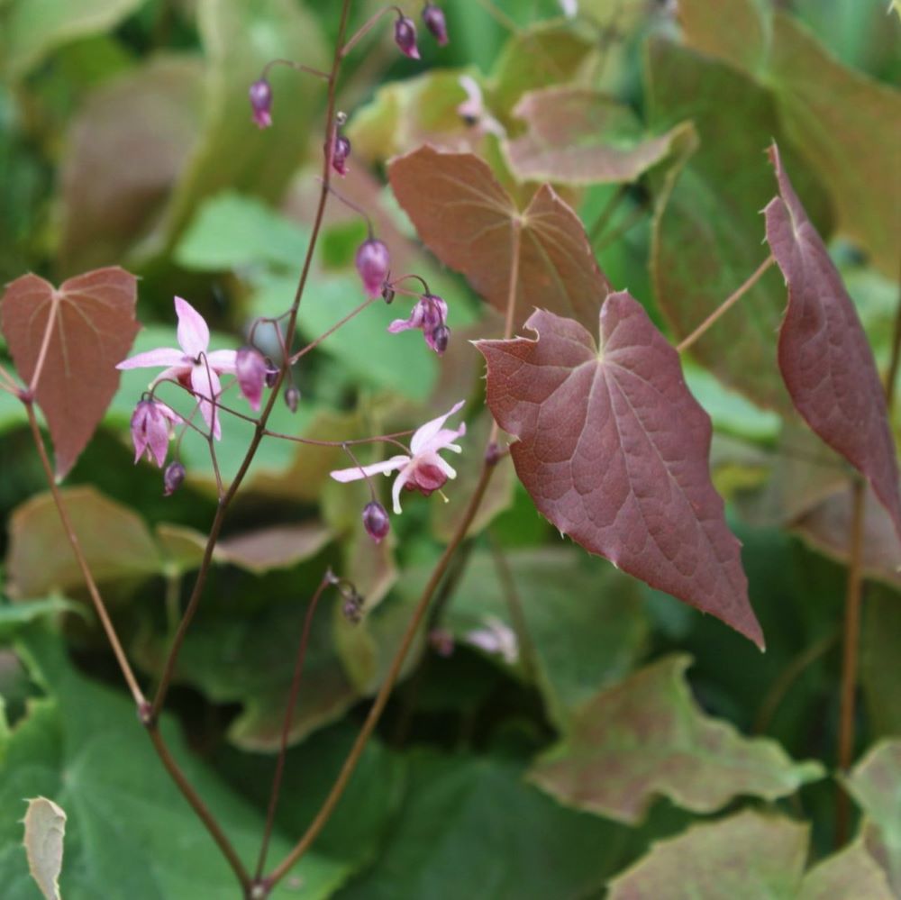 Pink Elf Barrenwort (Epimedium &