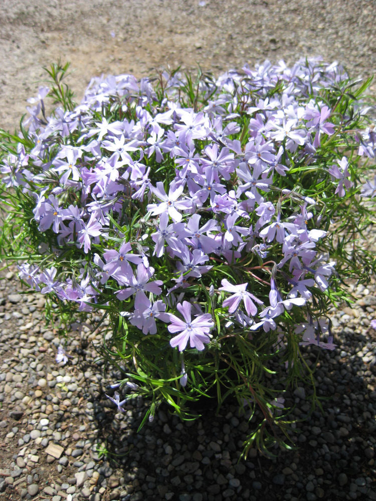 Emerald Blue Moss Phlox (Phlox subulata &