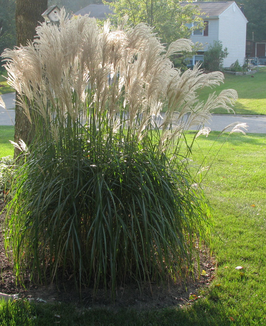 Gracillimus Maiden Grass (Miscanthus sinensis &