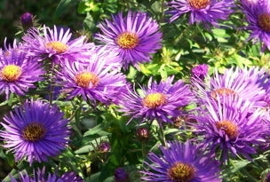 Purple Dome Aster (Aster novi-belgii &