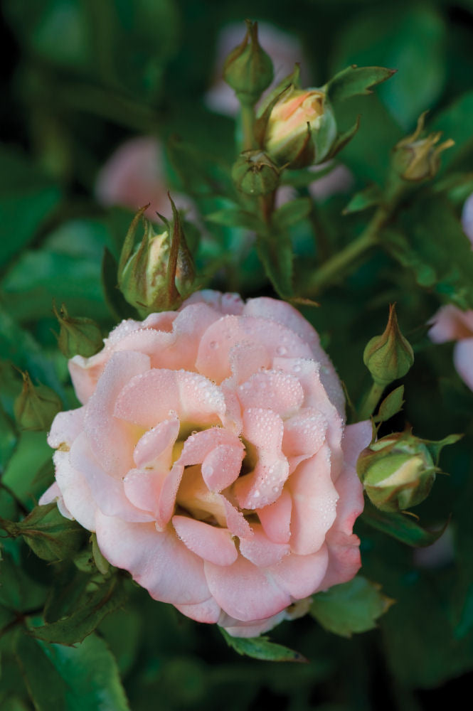 Peach Drift® Rose (Rosa &