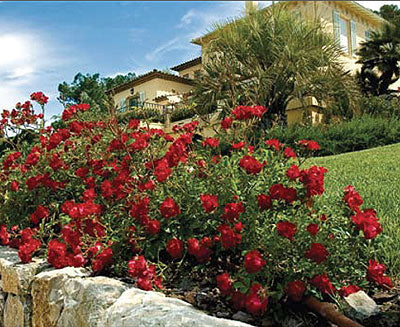 Red Drift® Rose (Rosa &