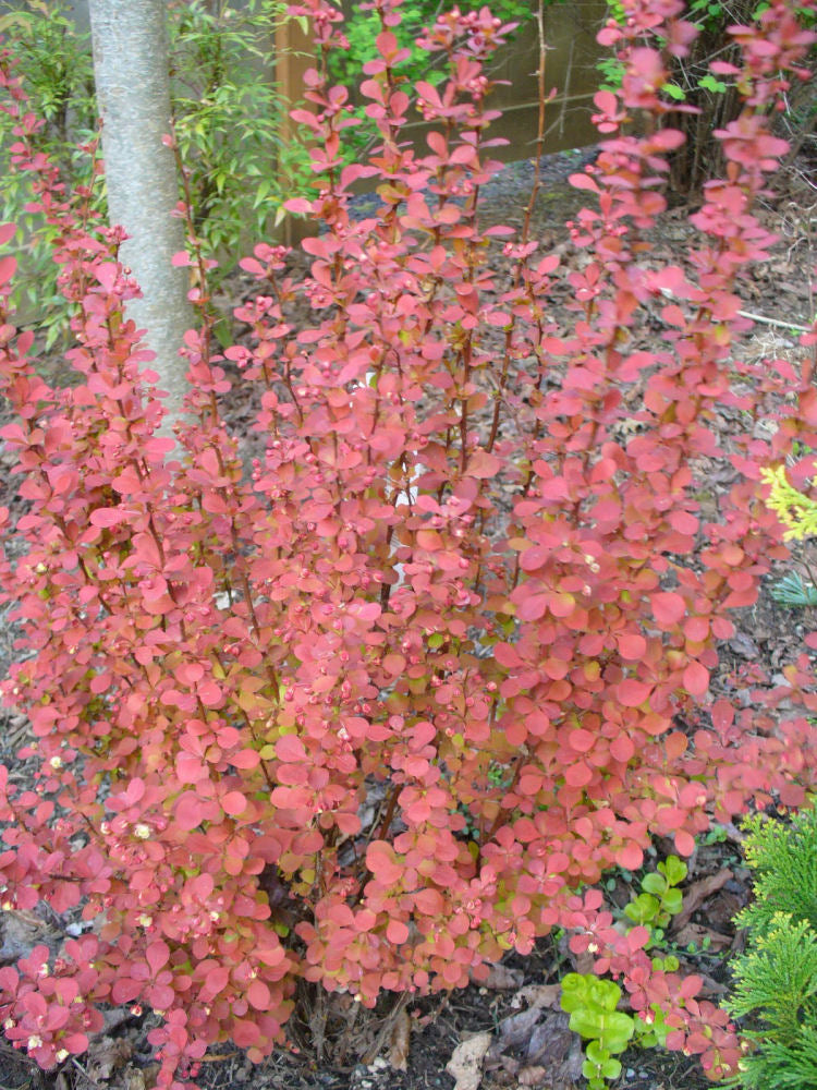 Orange Rocket Barberry (Berberis thunbergii &