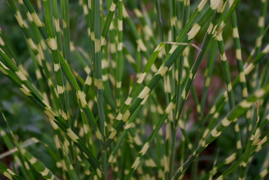 Little Zebra Maiden Grass (Miscanthus sinensis &