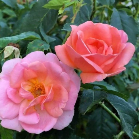 Peachy Knock Out® Rose (Rosa K.O &