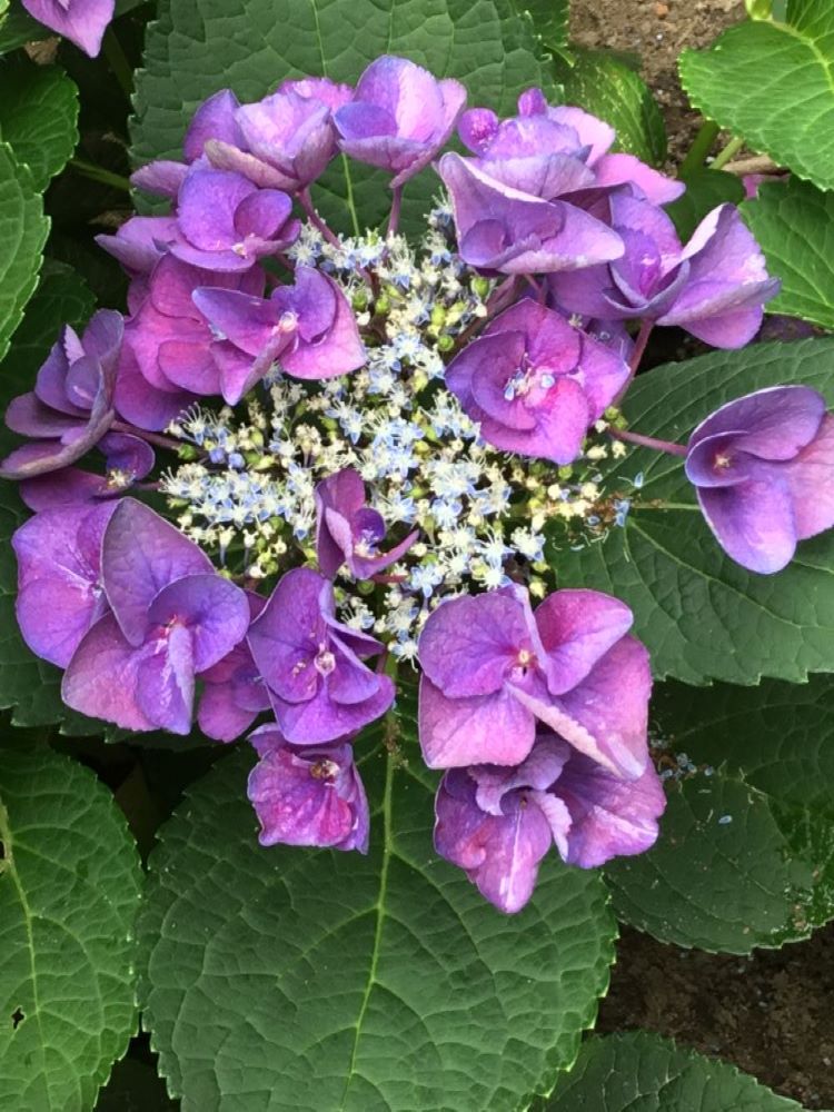 Grape Explosion Hydrangea (Hydrangea macrophylla &