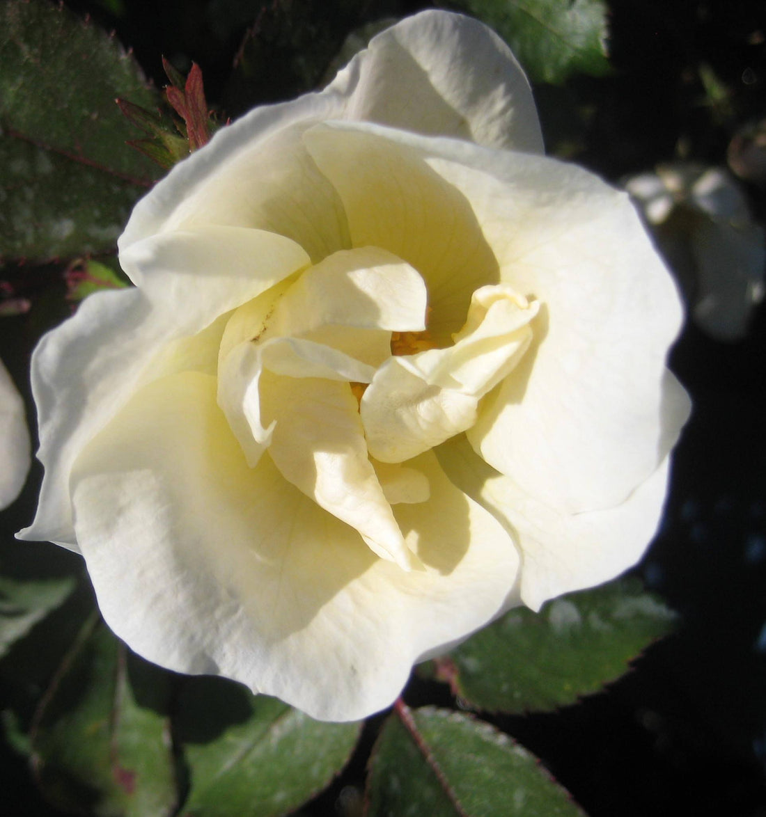 White Knock Out® Rose (Rosa K.O &