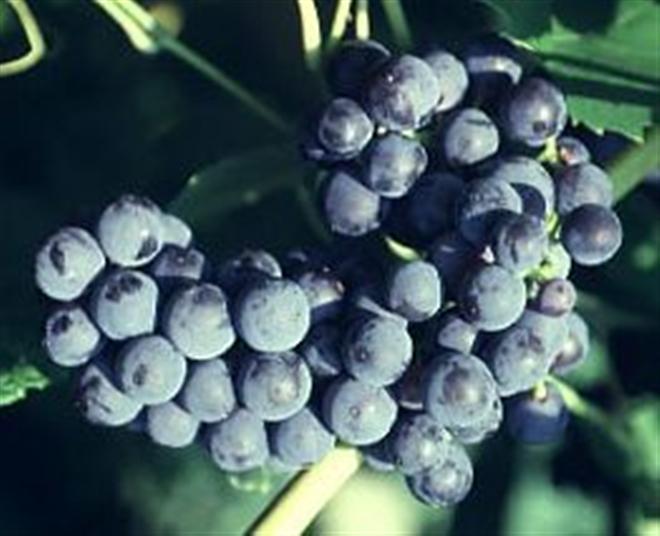 Mars Grape (Vitis mars &