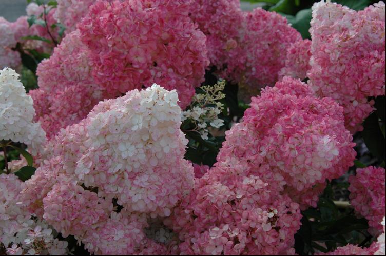 Vanilla Strawberry™ Hydrangea (Hydrangea paniculata &