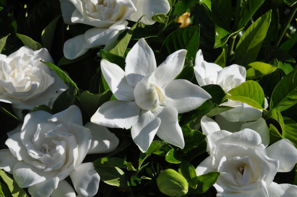 Summer Snow® Gardenia (Gardenia jasminoides &
