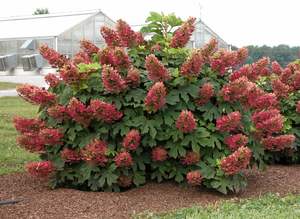 Ruby Slippers Oakleaf Hydrangea (Hydrangea quercifolia &