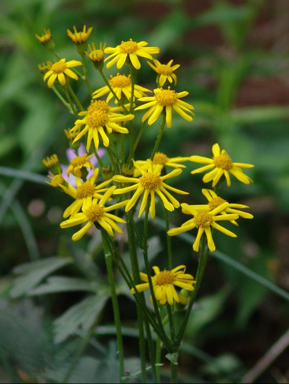 Golden Groundsel (Packera aurea) - 1 gallon