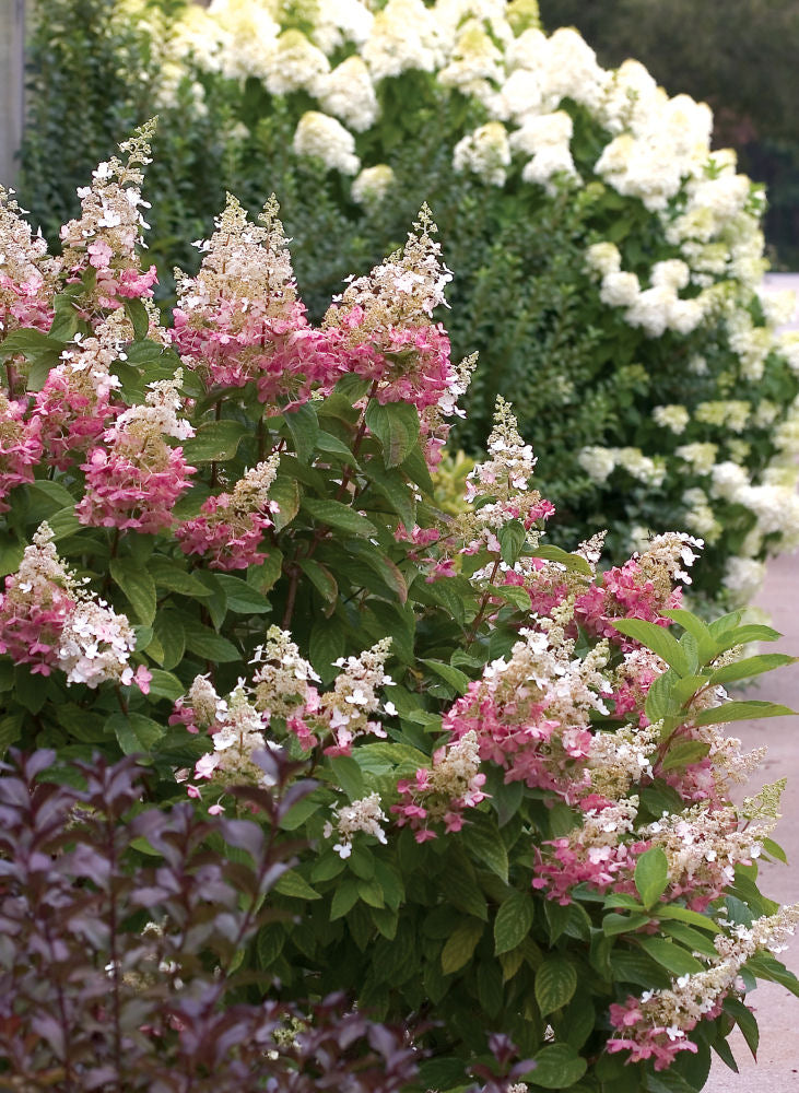 Pinky Winky® Panicle Hydrangea (Hydrangea paniculata &