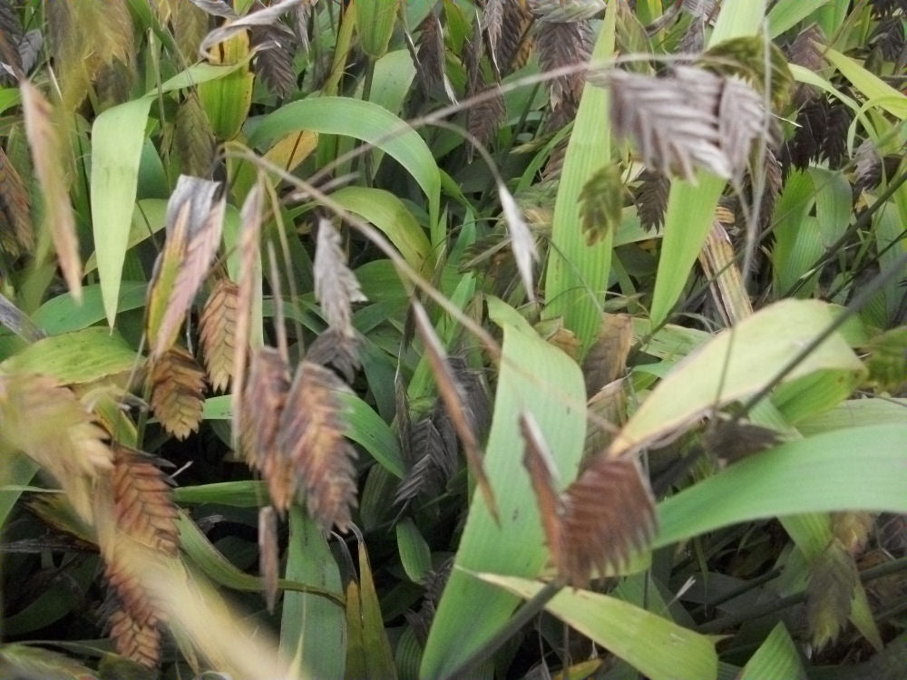 Northern Sea Oats (Chasmanthium latifolium &