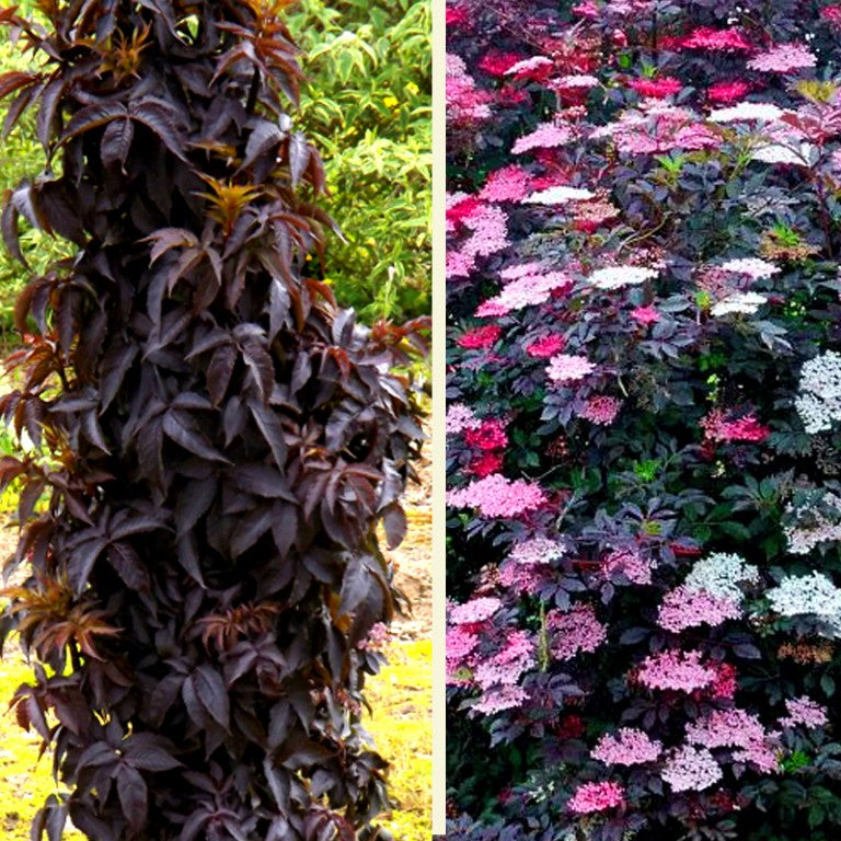 Black Tower Elderberry (Sambucus nigra &