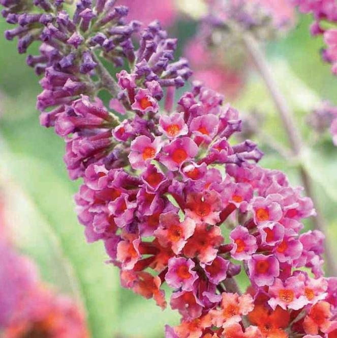 Weyeriana Bicolor Butterfly Bush (Buddleia x weyeriana &