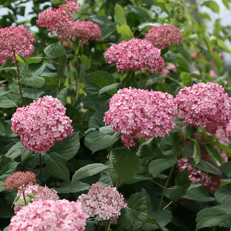 Invincibelle® Ruby Smooth hydrangea (Hydrangea arborescens &