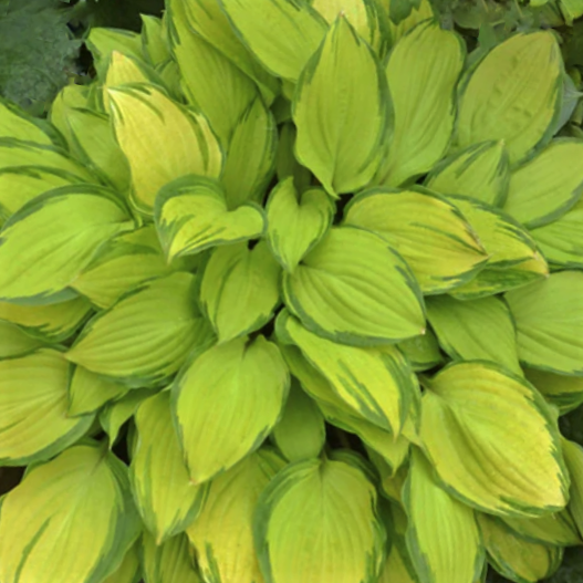 Island Breeze Plantain Lily (Hosta island &