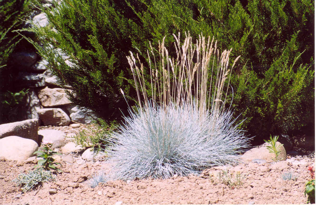 Elijah Blue Fescue Grass (Festuca glauca &