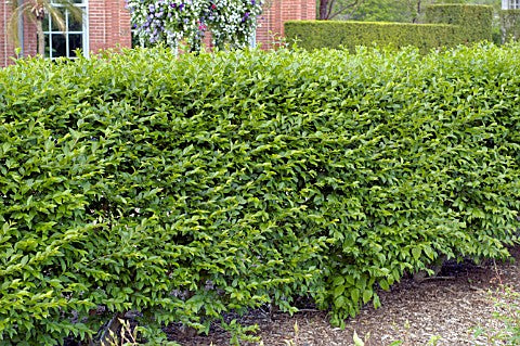 Hedge Privet (Ligustrum x ibolium) - 2 gallon 15"