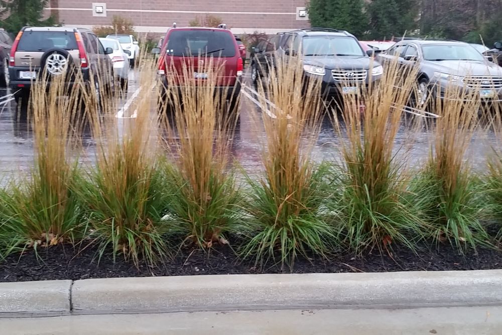 Karl Foerster Feather Reed Grass (Calamagrostis x acutiflora &
