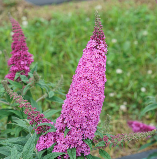 Pugster Pinker® Butterfly Bush (Buddleia &