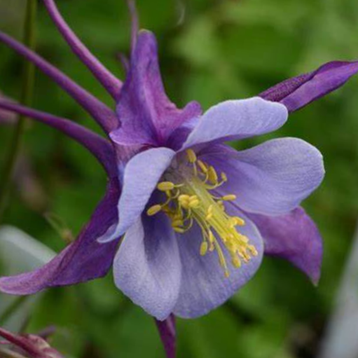 Purple Blue Colmbine (Aquilegia &
