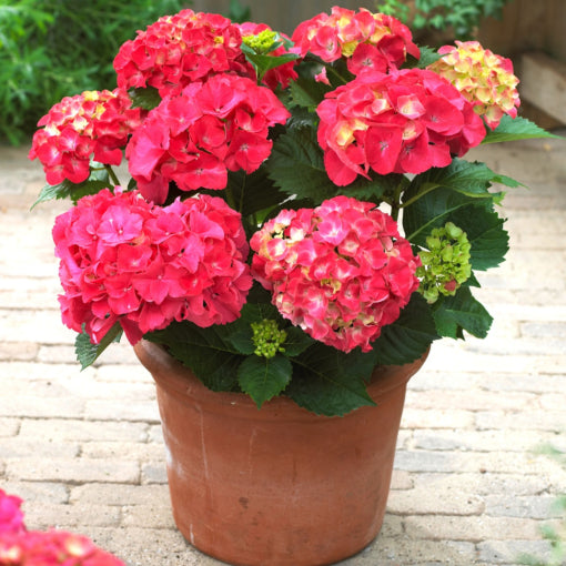 Red Sensation Next Generation Mophead Hydrangea (Hydrangea macrophylla &