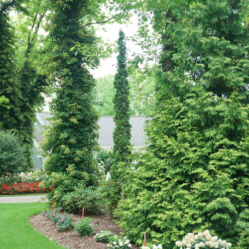 Sting® Arborvitae (Thuja occidentalis &