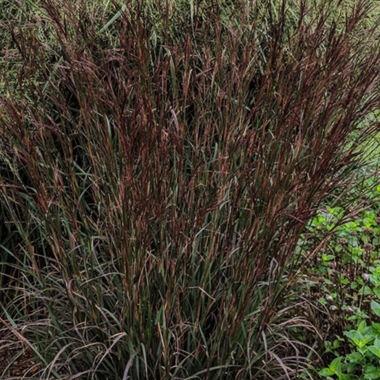 Blackhawk Big Bluestem Grass (Andropogon &