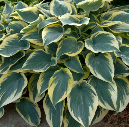 First Frost Plantain Lily (Hosta first &