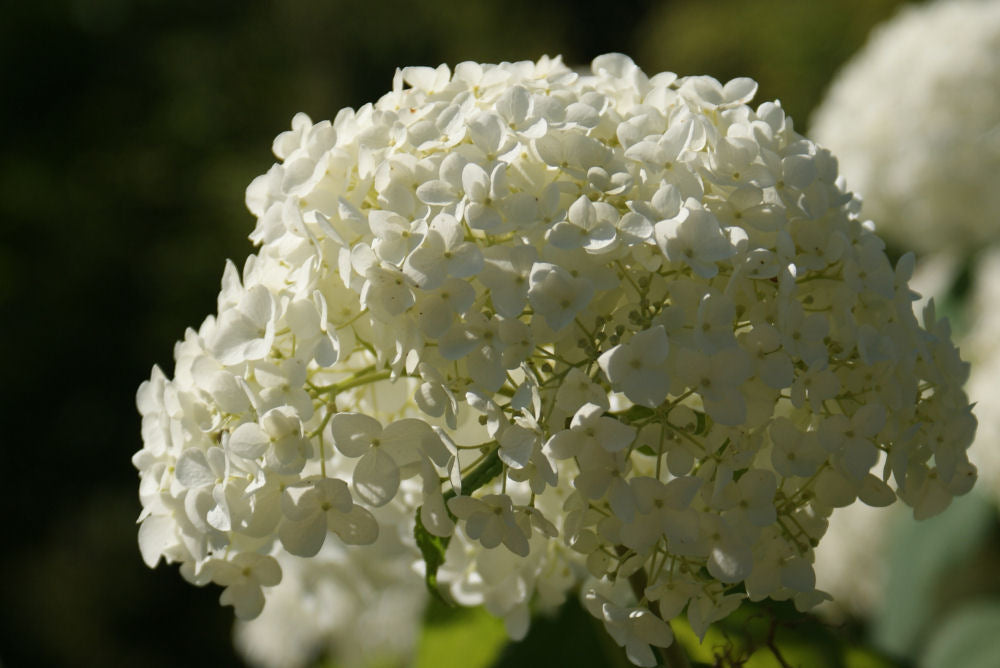 Annabelle Smooth Hydrangea (Hydrangea arborescens &
