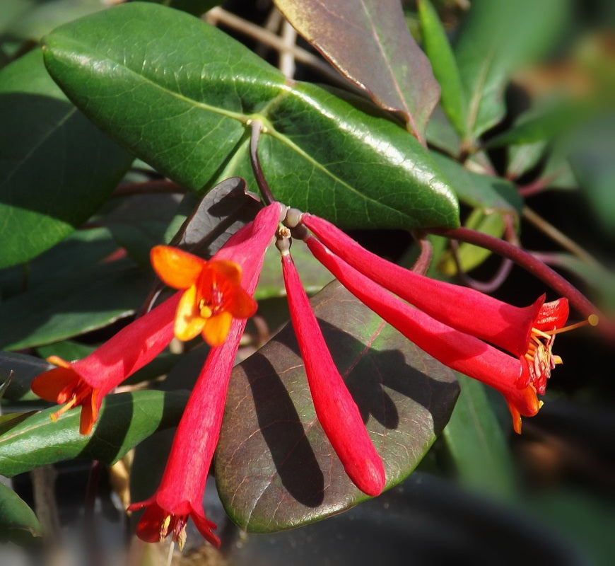 Major Wheeler Honeysuckle (Lonicera sempervirens &